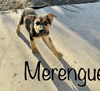 Puppy Merengue