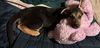 Puppy Merengue