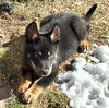 Puppy Bruno Mars