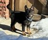 Puppy Bruno Mars