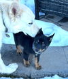Puppy Bruno Mars