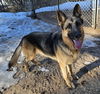 Zadie