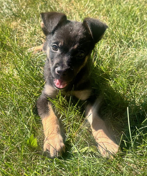 Texan Puppy Tookie