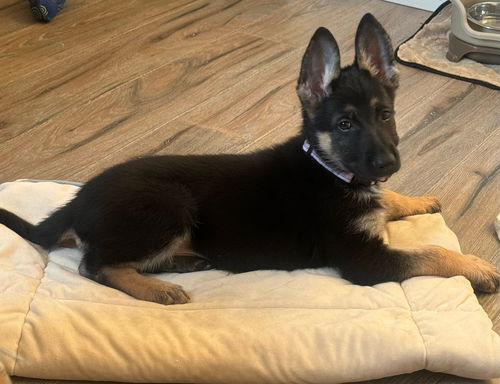 Alamo Puppy Ava