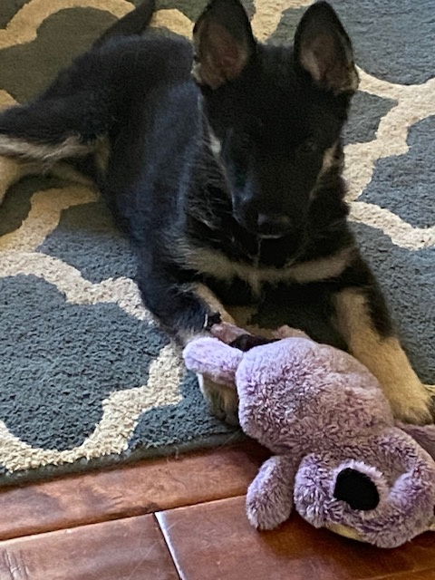 Alamo Puppy Ana