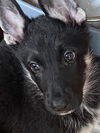 Alamo Puppy Ana