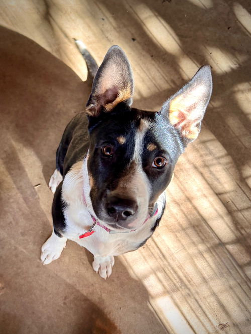 El Paso Puppy Evelyn Dixie