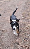El Paso Puppy Evelyn Dixie