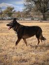 Sampson