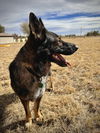 Sampson