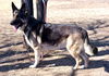 Dutch - Available for Foster to Adopt
