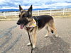 Dutch - Available for Foster to Adopt