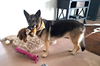 Dutch - Available for Foster to Adopt