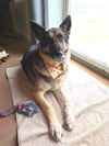 Dutch - Available for Foster to Adopt