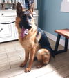 Leo 3