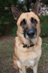 Willie - Photo 2