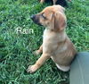 Adele Puppy Set Fire to the Rain (Rain)