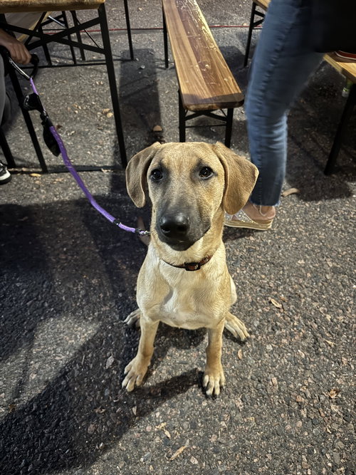 SET FIRE TO THE RAIN (ADELE) - German Shepherd Dog / Belgian Shepherd Malinois available for adoption