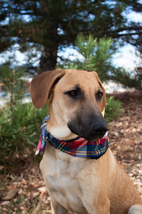 SET FIRE TO THE RAIN (ADELE) - German Shepherd Dog / Belgian Shepherd Malinois available for adoption