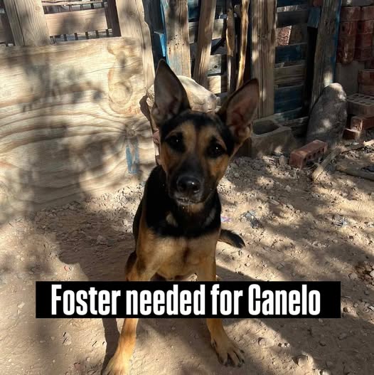 Canelo