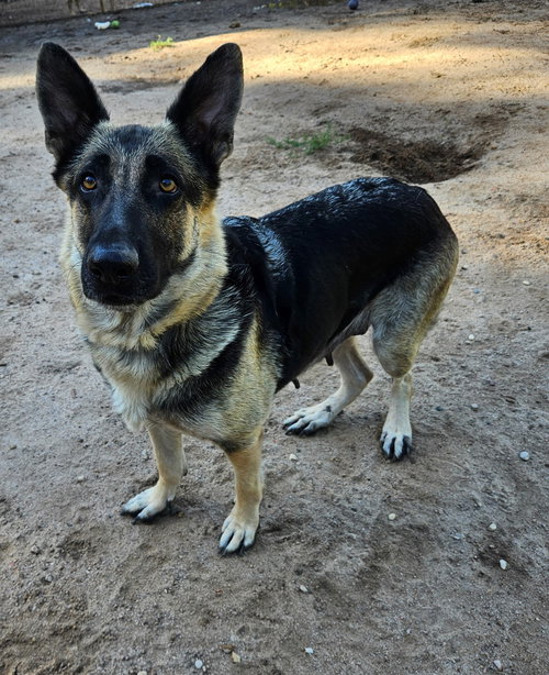 MAMMA MIA - German Shepherd Dog available for adoption