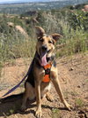 Sunset Sage Koda-Foster to Adopt - Photo 2