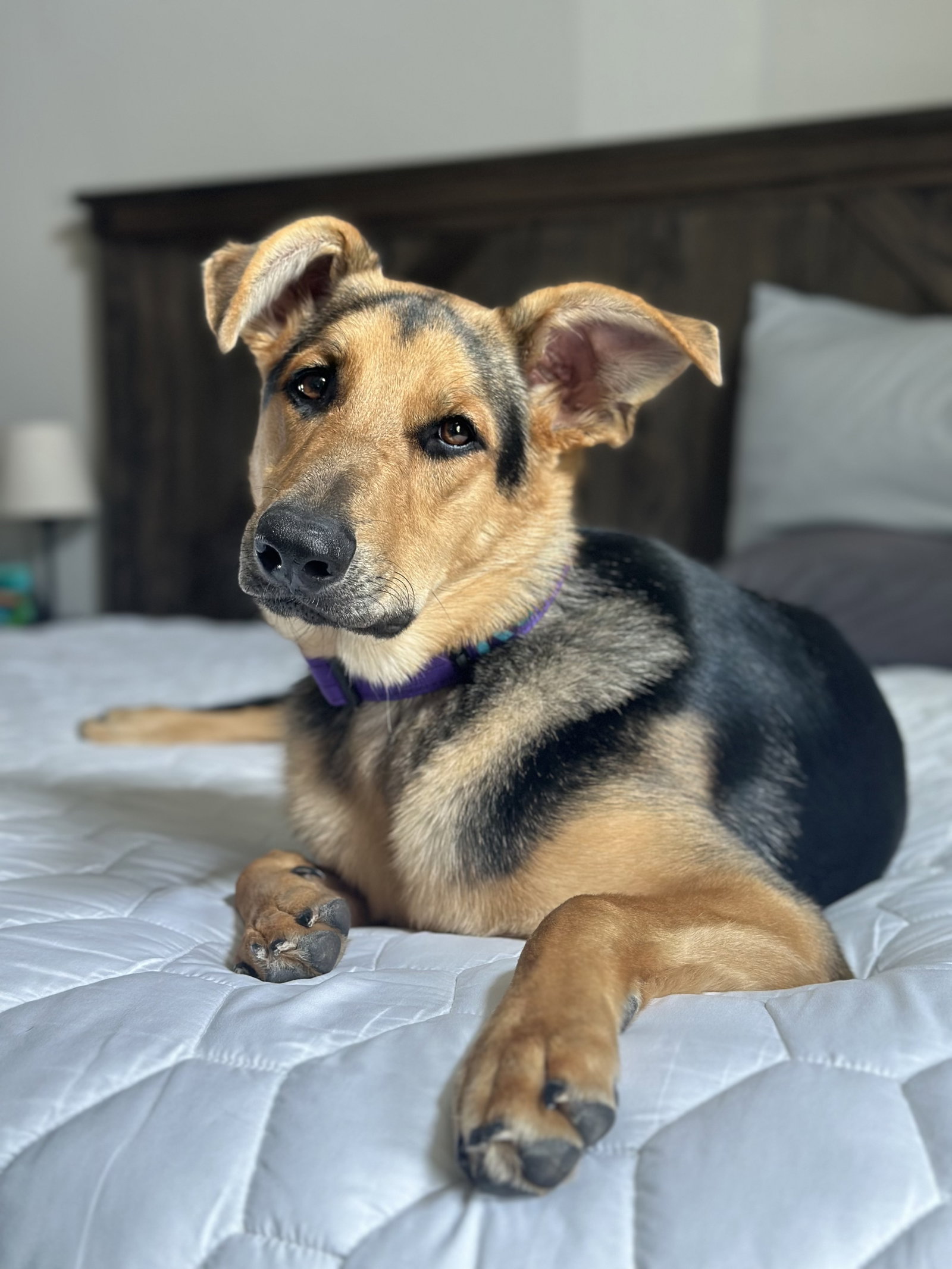 Sunset Sage Koda-Foster to Adopt