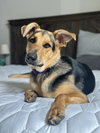 Sunset Sage Koda-Foster to Adopt - Photo 1