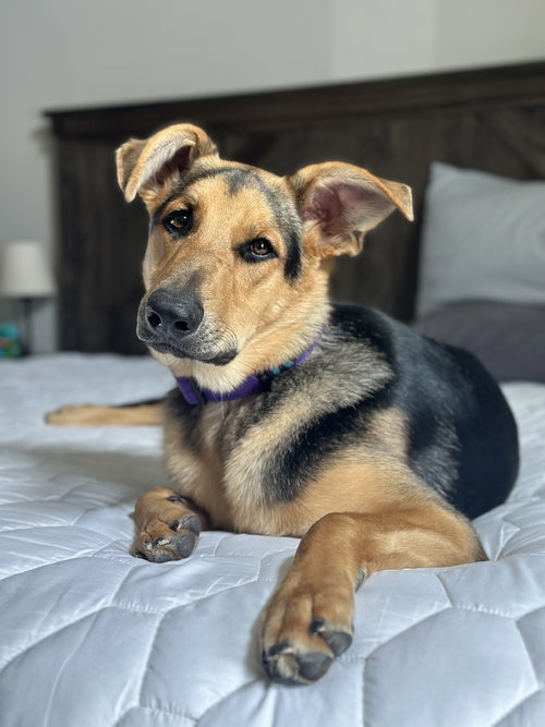 SUNSET SAGE KODA-FOSTER TO ADOPT - German Shepherd Dog available for adoption