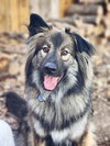 Smokie-Referral - Photo 1