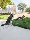 Smokie-Referral - Photo 2
