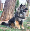 Smokie-Referral - Photo 3
