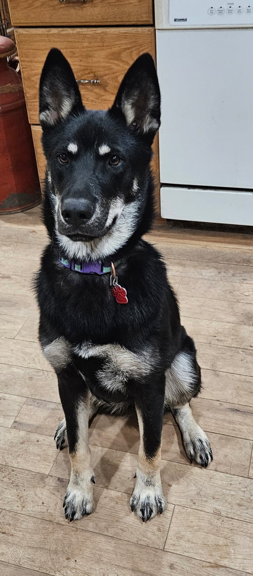 FRIDA - German Shepherd Dog available for adoption