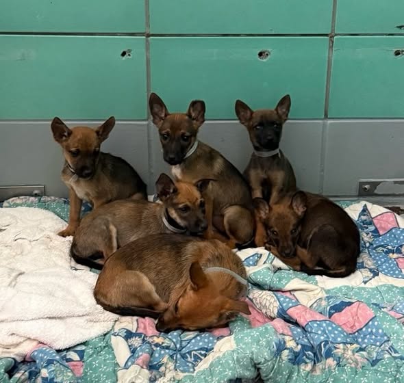 K Koda
