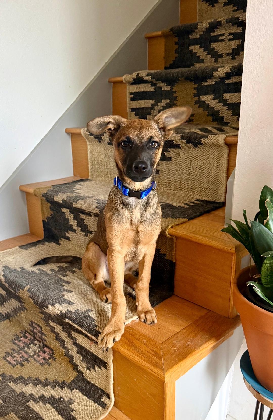 K Koda