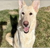 Willow - Photo 1