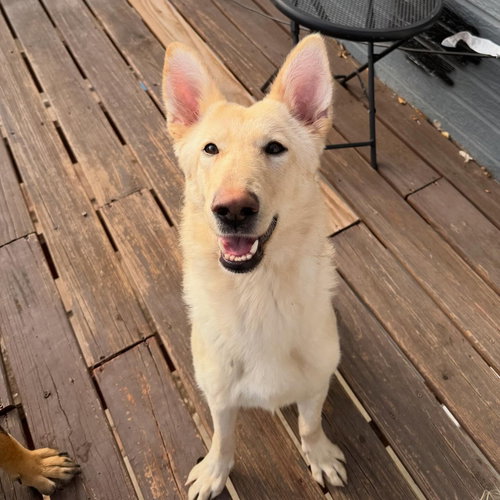 WILLOW - German Shepherd Dog available for adoption