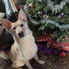 Willow - Photo 4