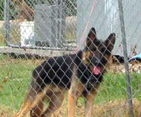 Bandit