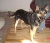 Gracie1