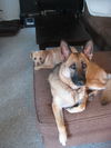 Samantha Courtesy listing