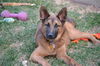 Tucker