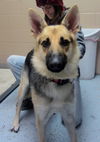 Sable