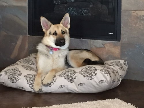 Sable