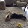 Sable
