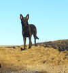 Shadow