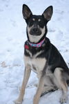 Chardonnay (Colorado Springs)