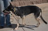 Chardonnay (Colorado Springs)