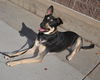 Chardonnay (Colorado Springs)