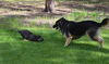 Foxtrot
